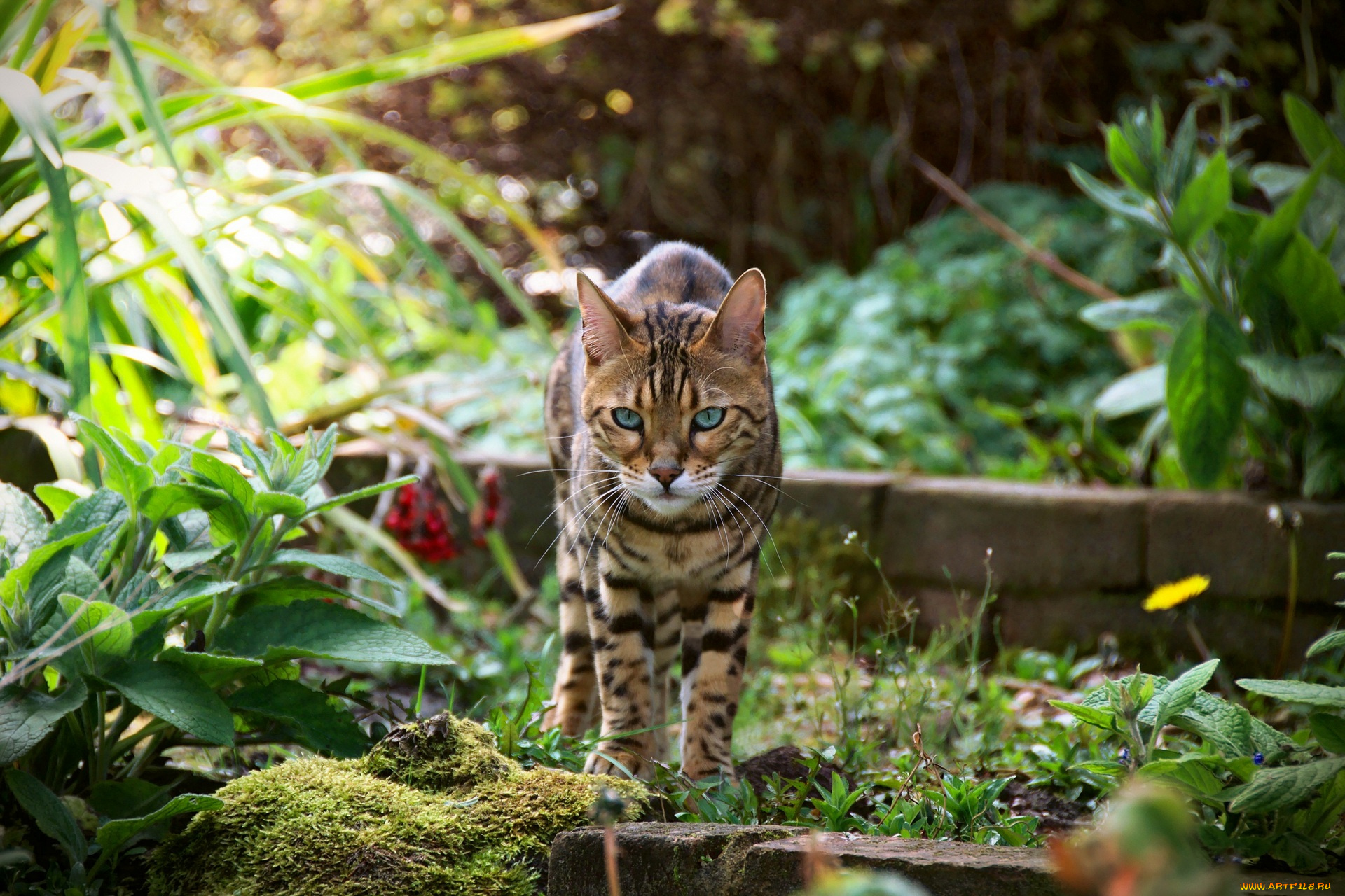 животные, коты, трава, кирпичи