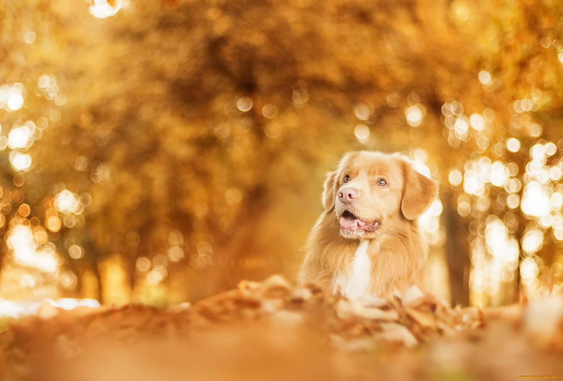 животные, совы, листья