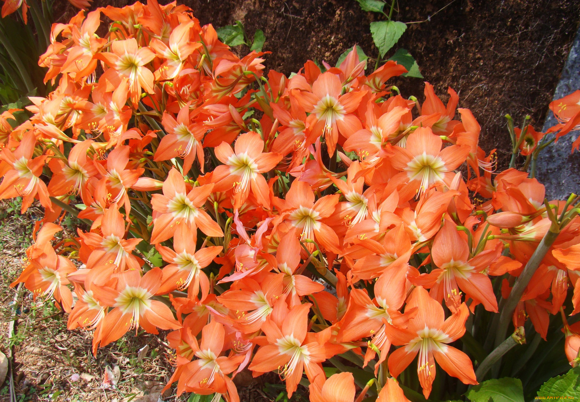 цветы, лилии, , лилейники, цветок