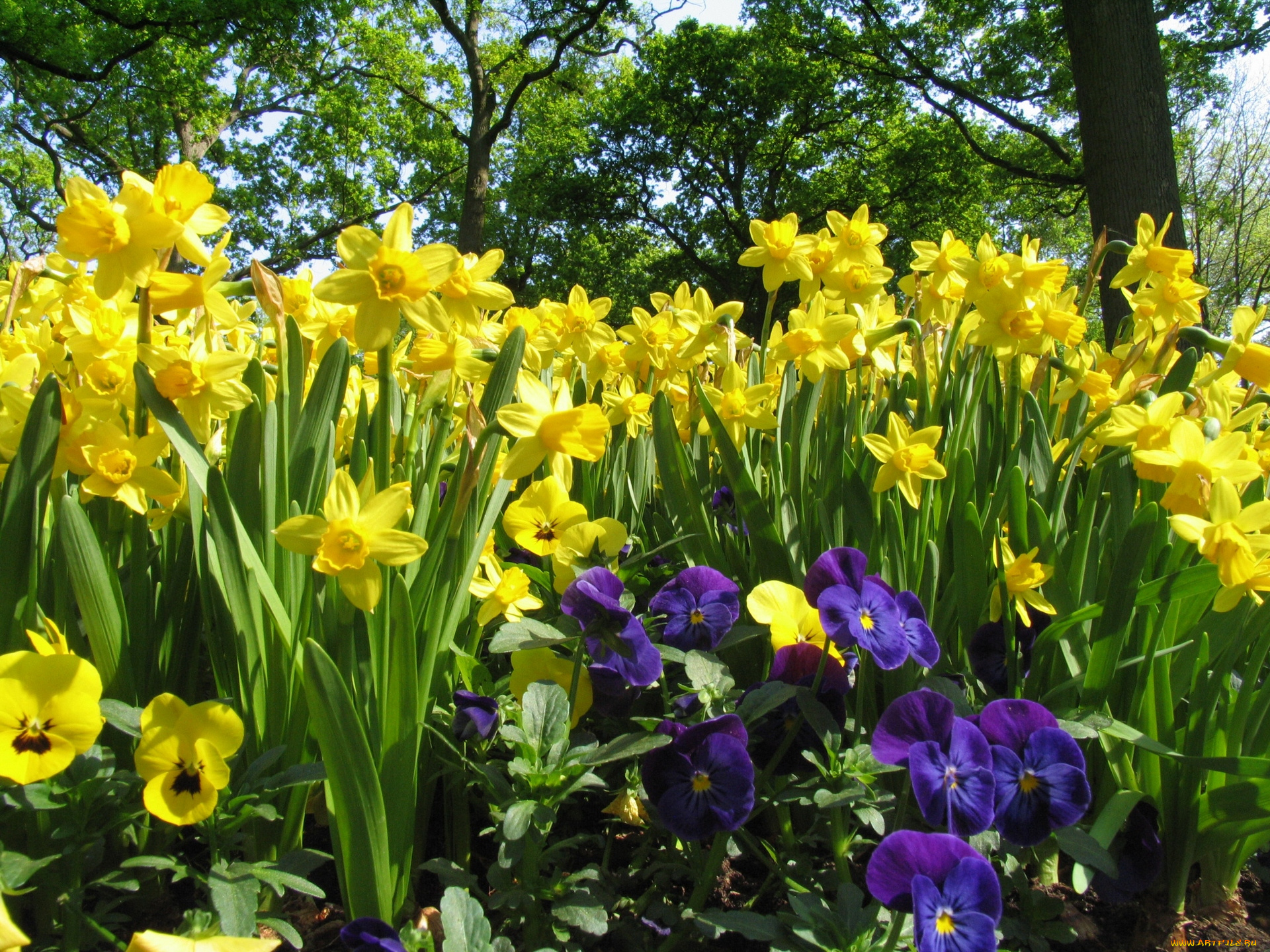 цветы, разные, вместе, разноцветные