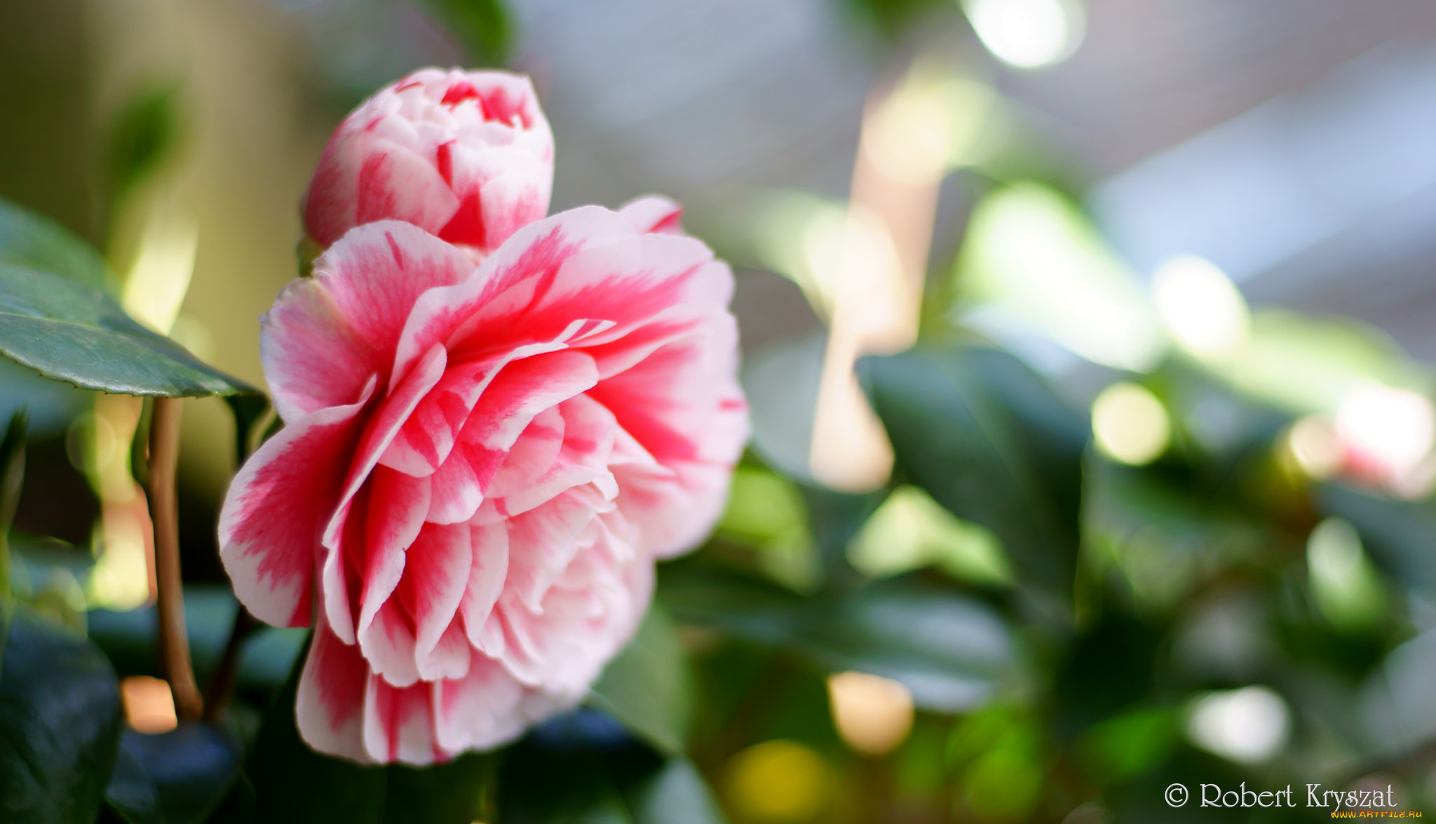 цветы, камелии, камелия, листья, бутон, цветение, кустарник