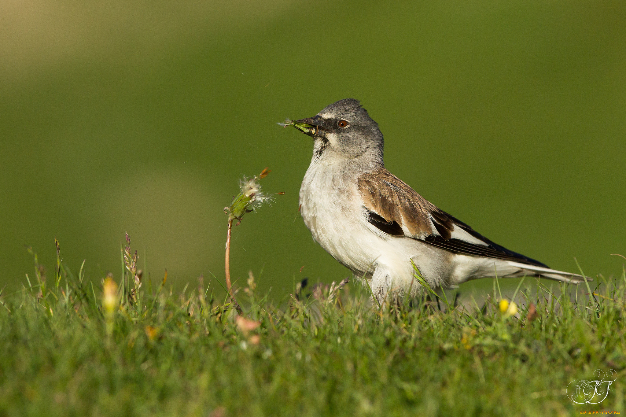животные, птицы, птица, перья, окрас