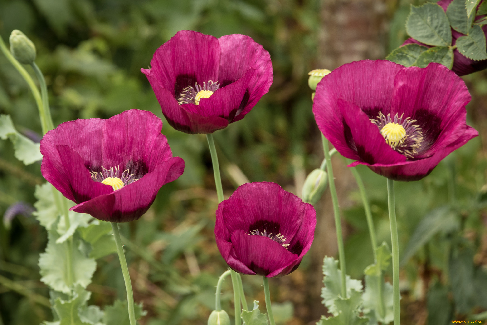 цветы, маки, мак, цветение