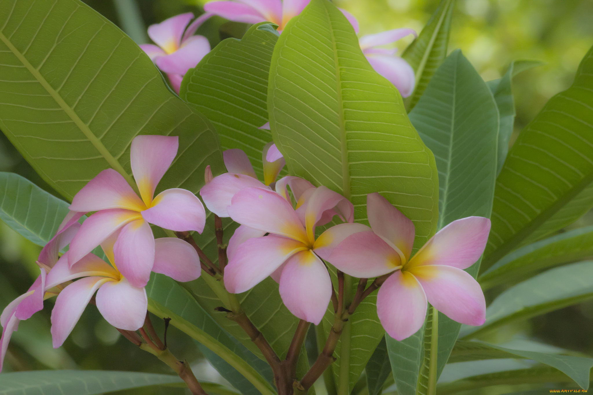 цветы, плюмерия, цветение, макро, тропики