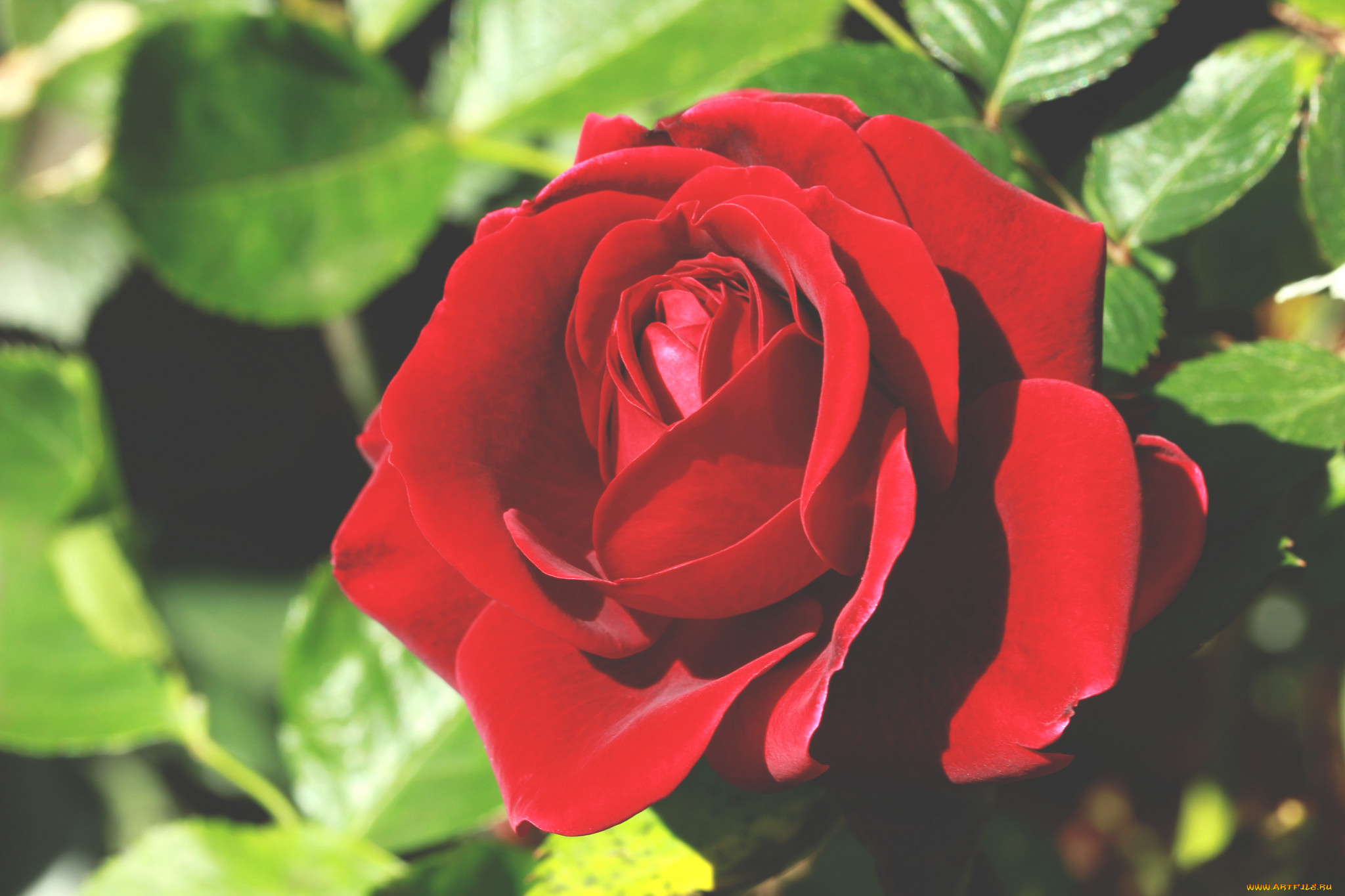 цветы, розы, роза, бутон, лепестки, листья, цветение, rose, bud, petals, leaves, blossoms