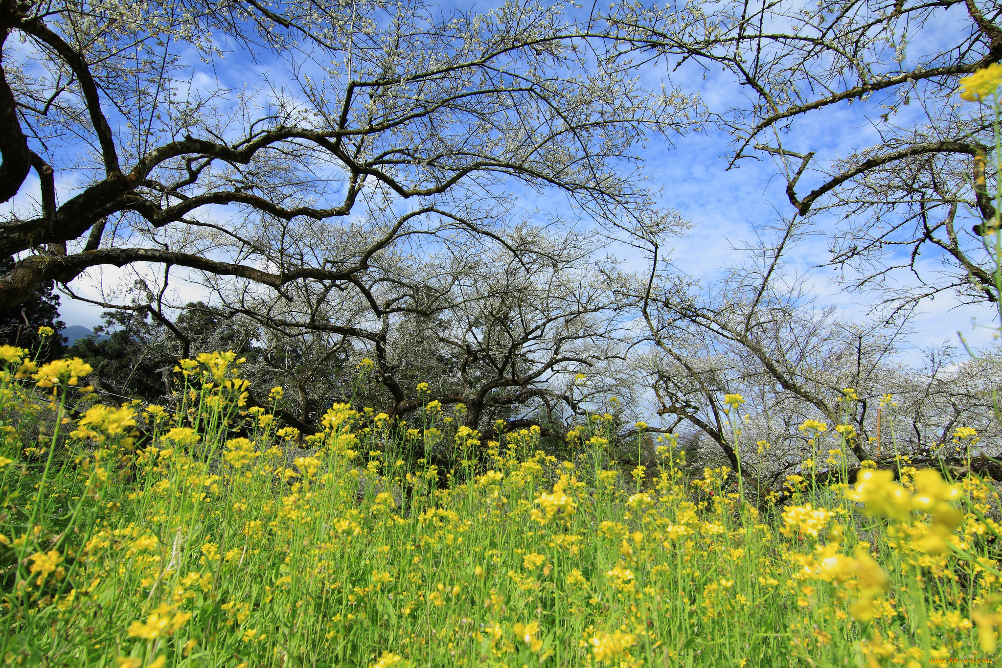 природа, луга, простор