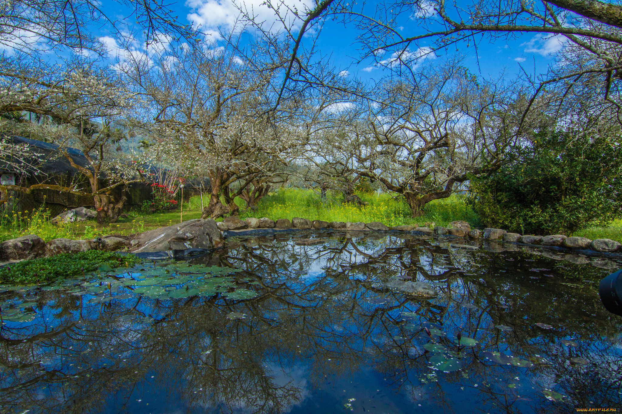 природа, реки, озера, лес, река