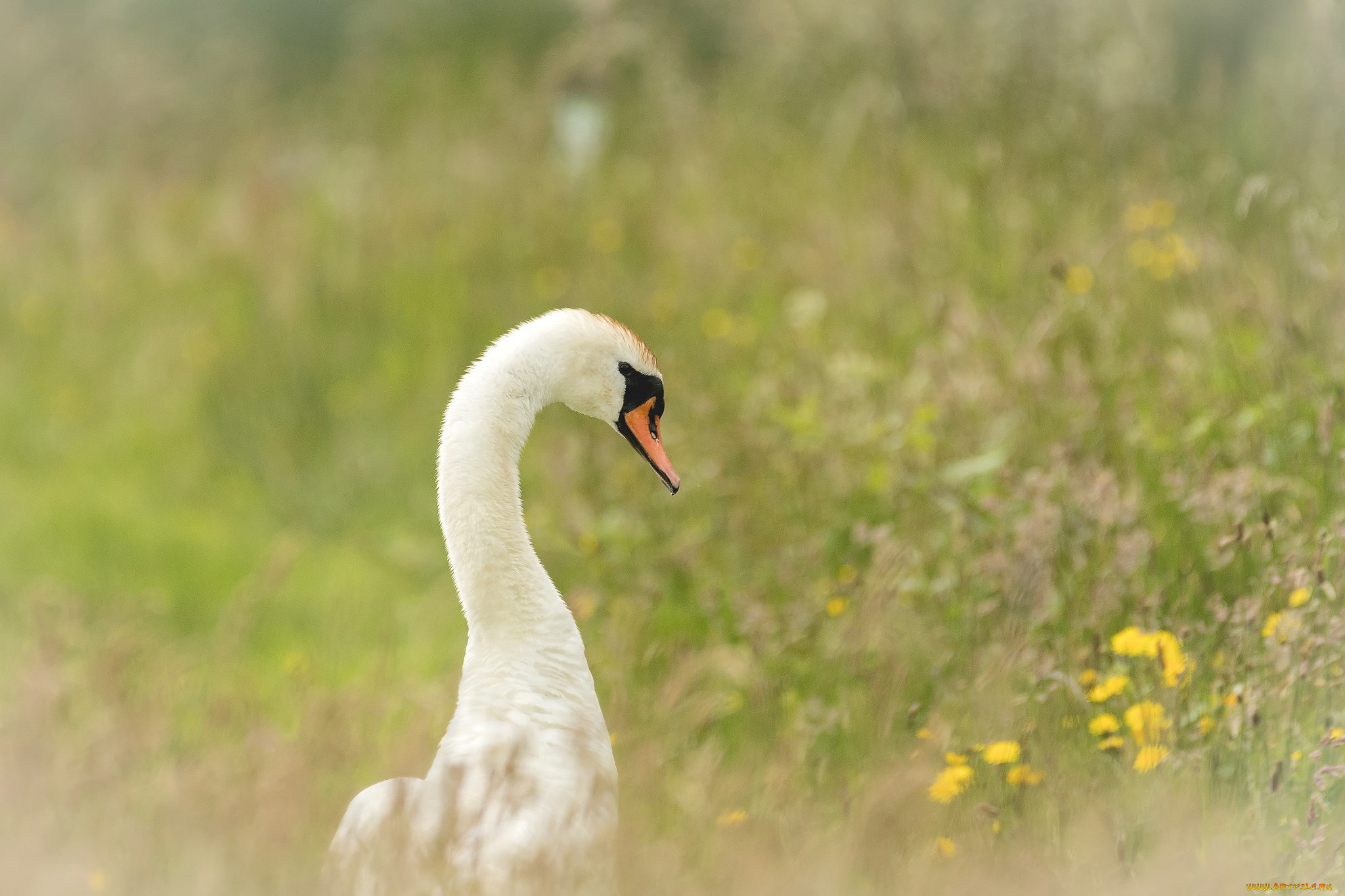 животные, лебеди, гусь, трава, цветы