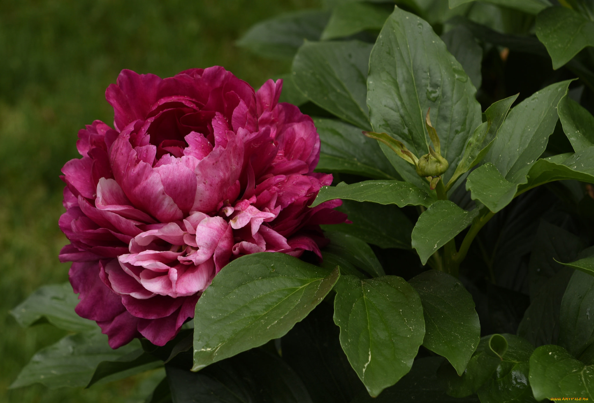 цветы, пионы, пион, бутон, лепестки, листья, цветение