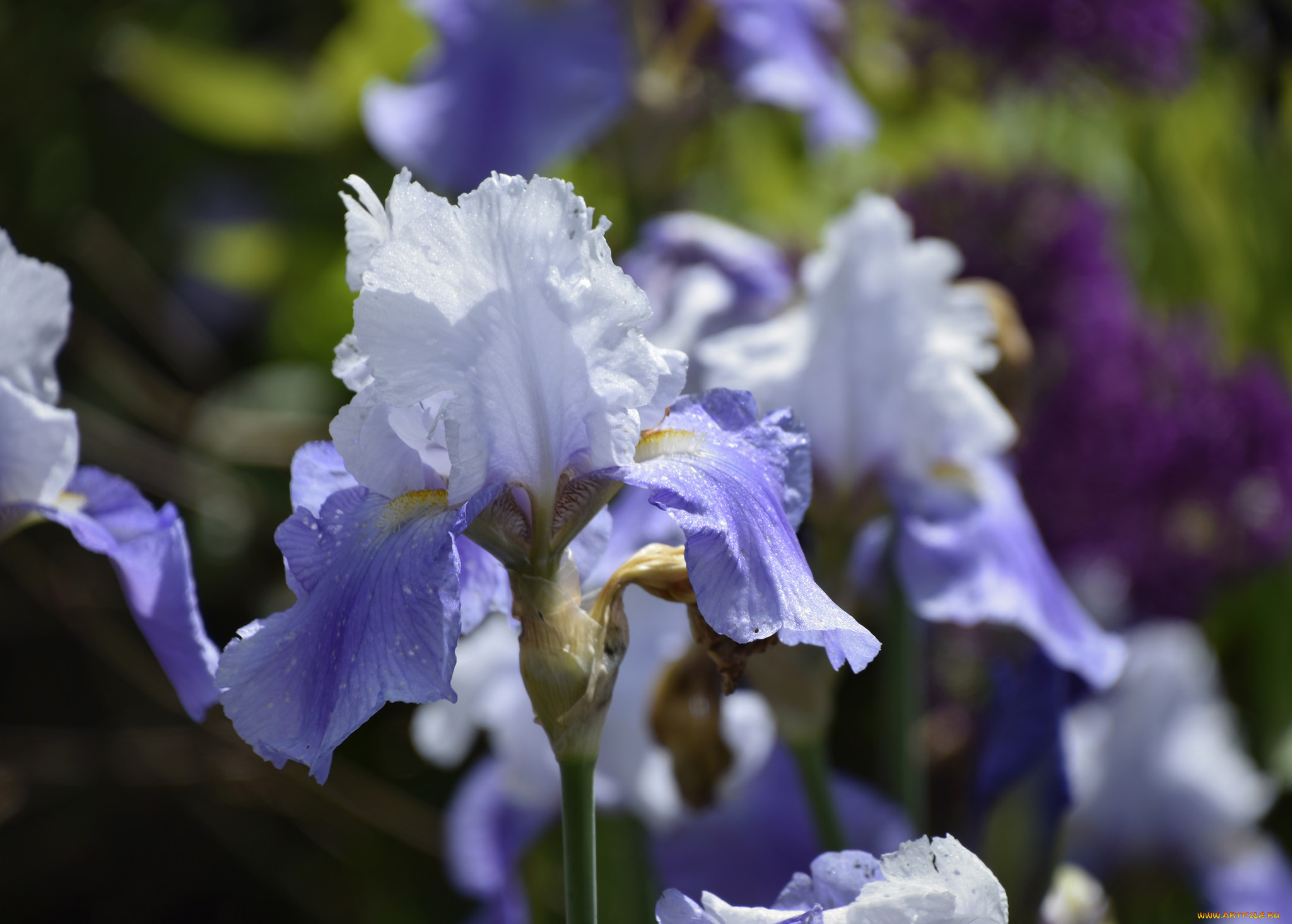 цветы, ирисы, ирис, фиолетовый, лепестки, цветение