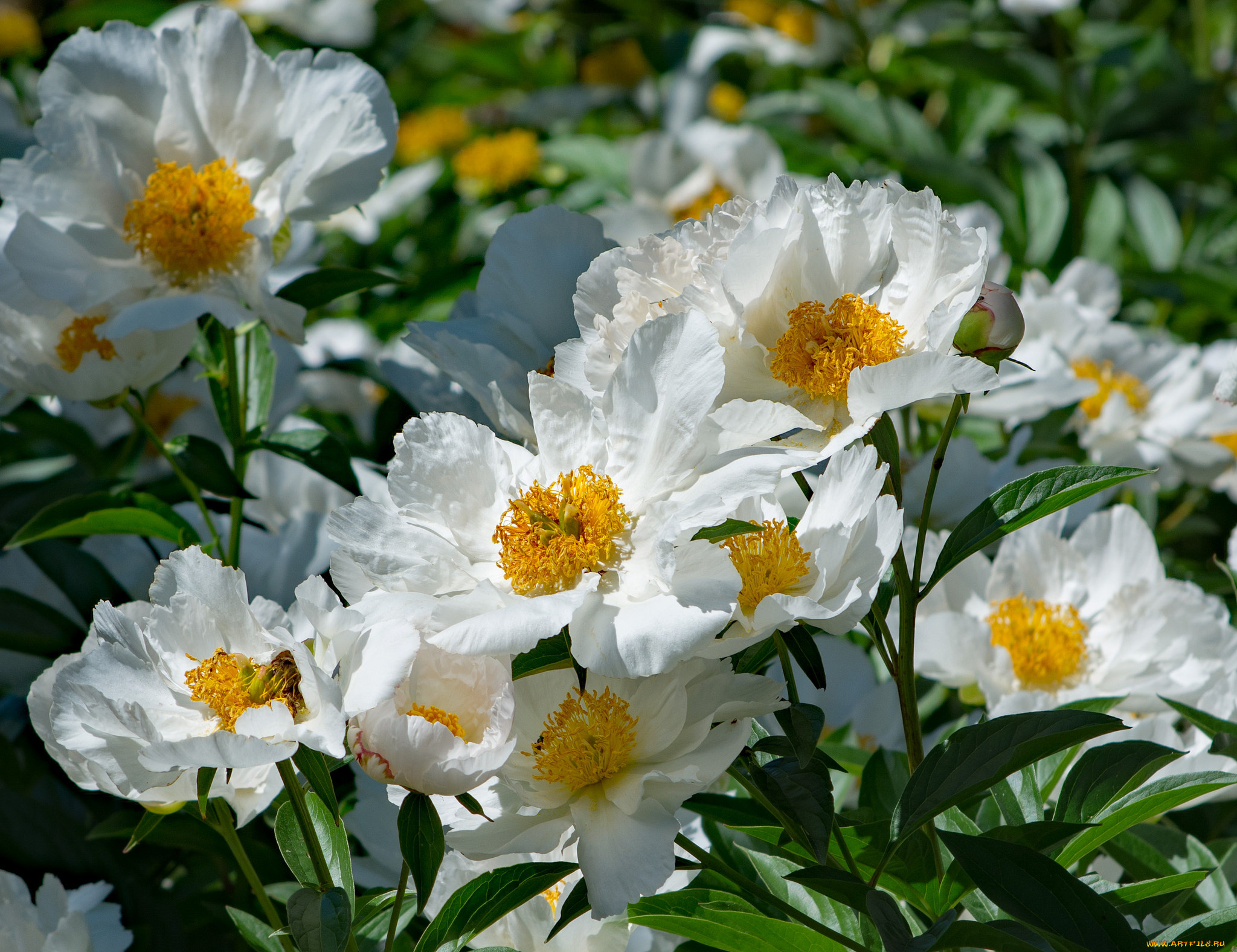 цветы, пионы, пион, бутон, лепестки, листья, цветение