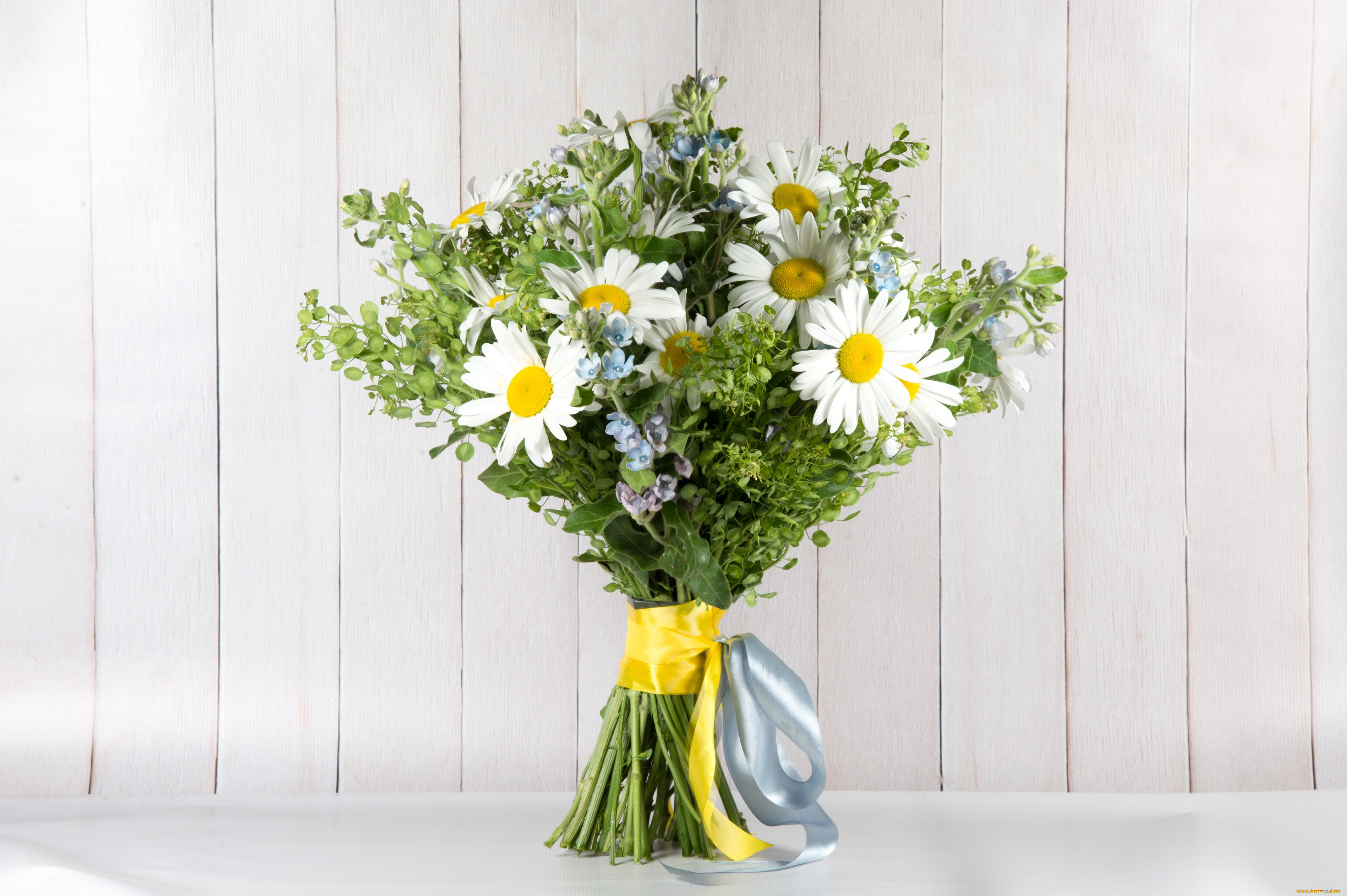 цветы, ромашки, букет, лента, лето