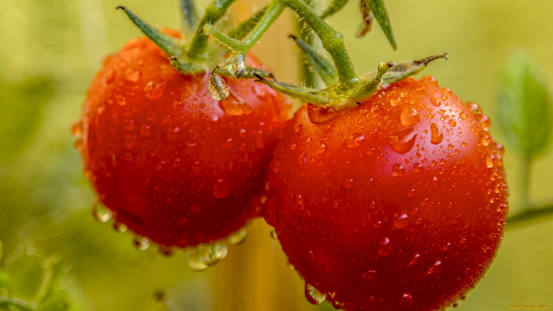 природа, плоды, помидоры