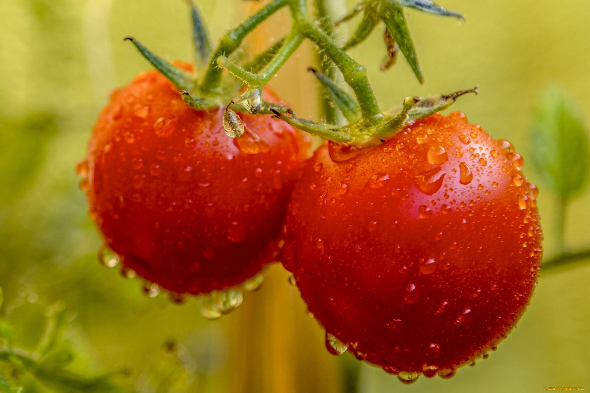 природа, плоды, помидоры