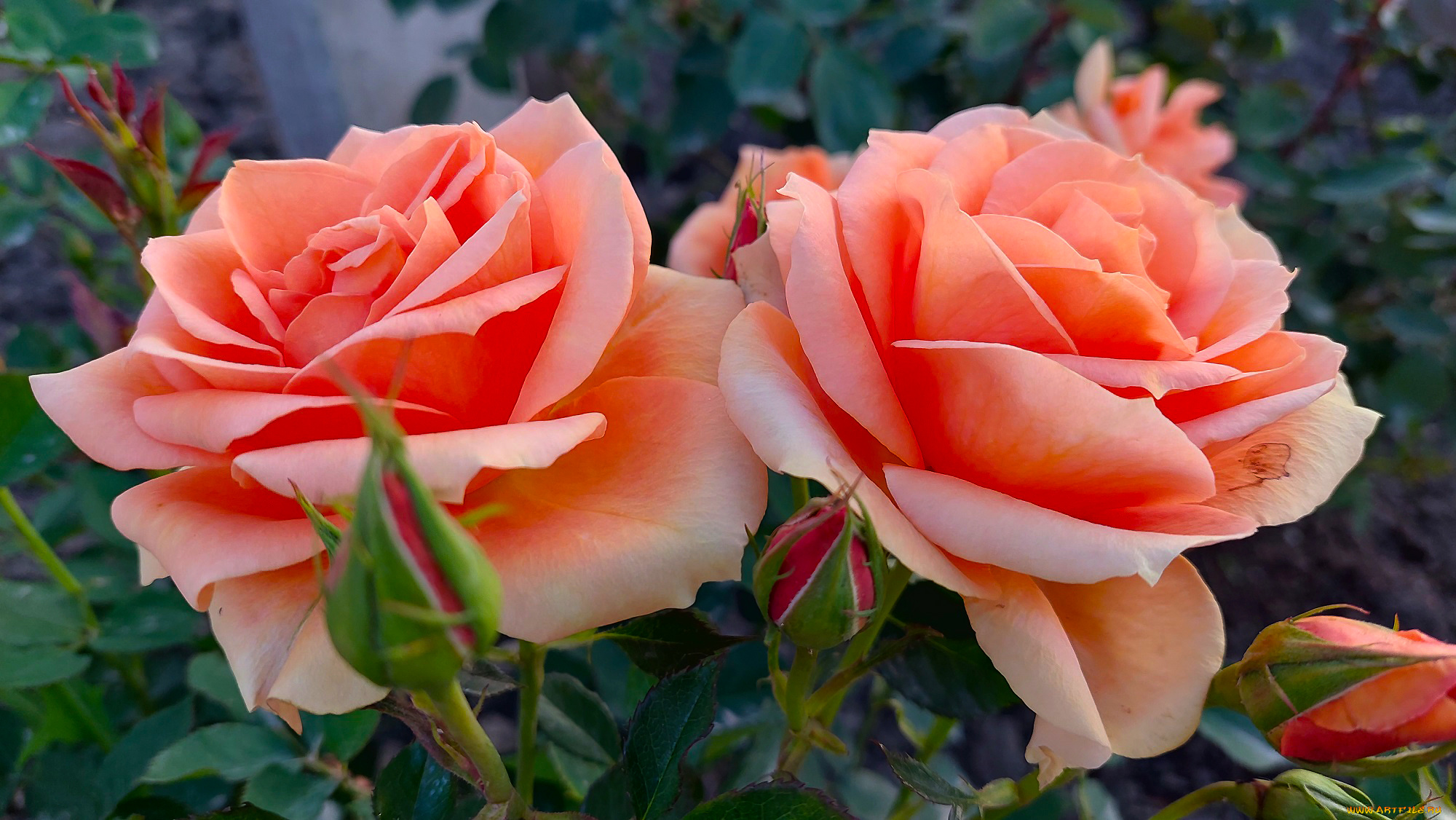 цветы, розы