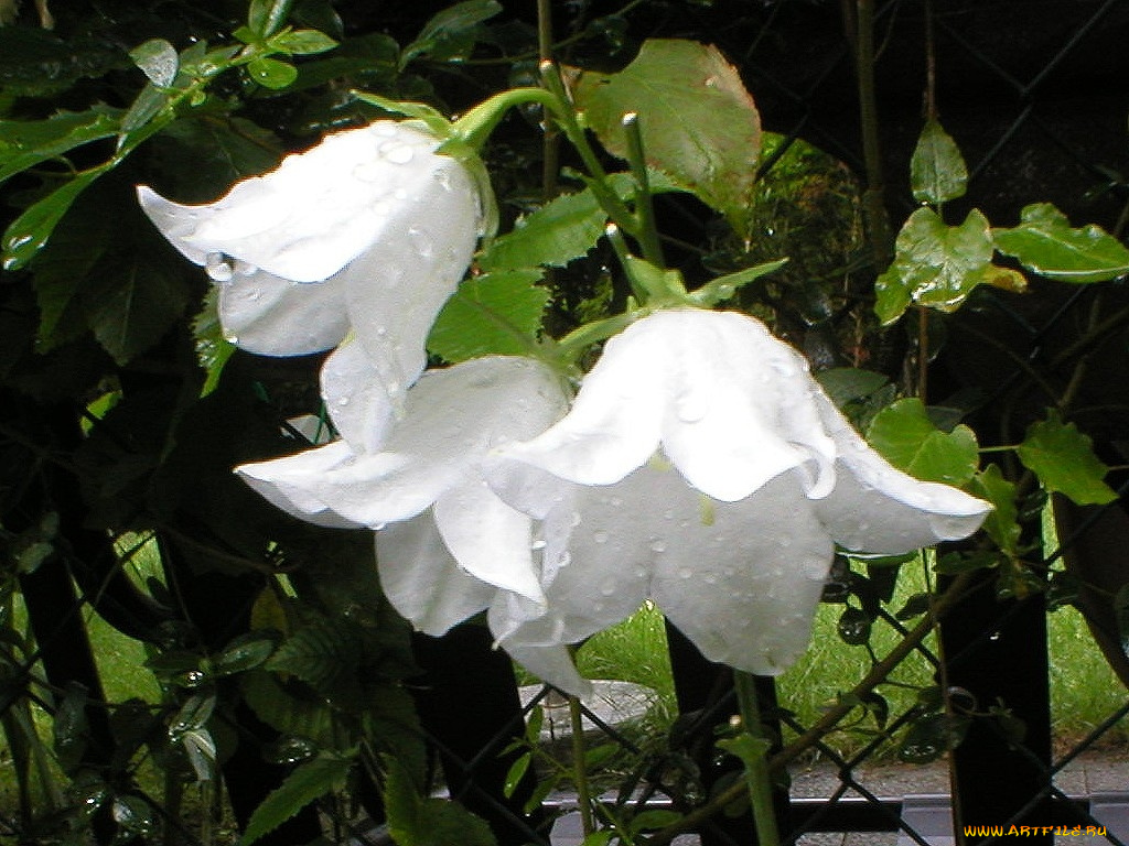 deutschland, цветы, колокольчики