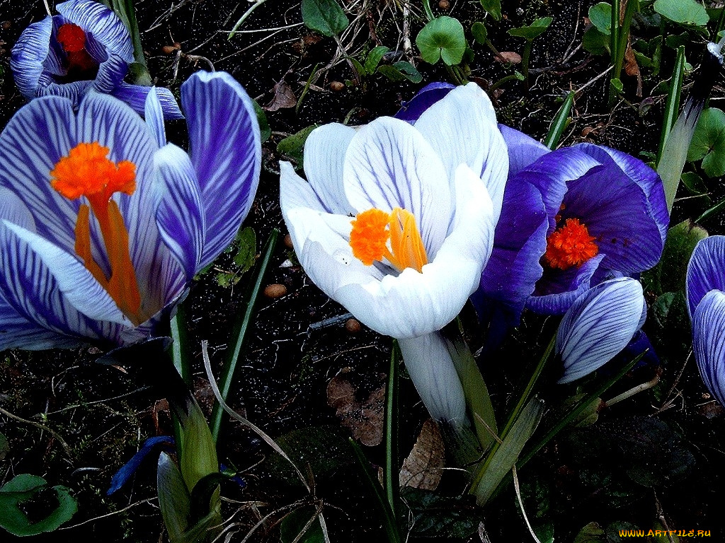 deutschland, цветы, крокусы