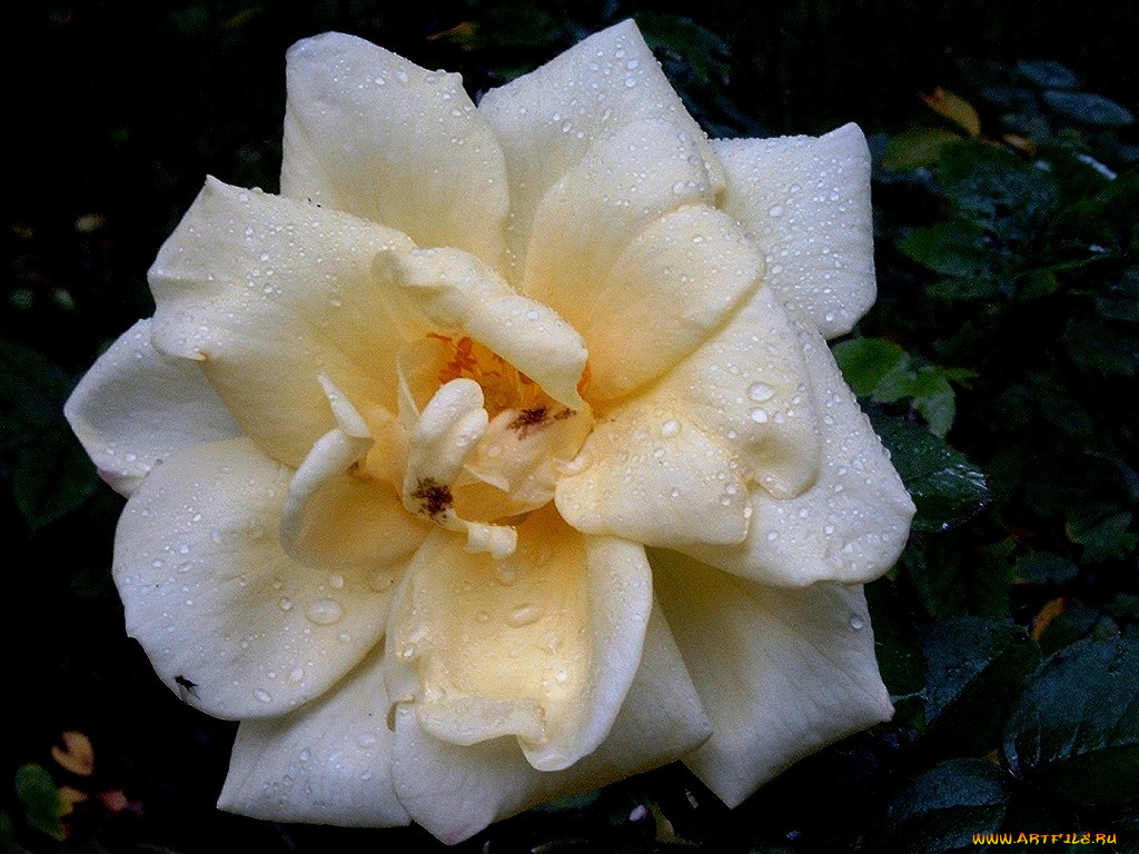 deutschland, цветы, розы