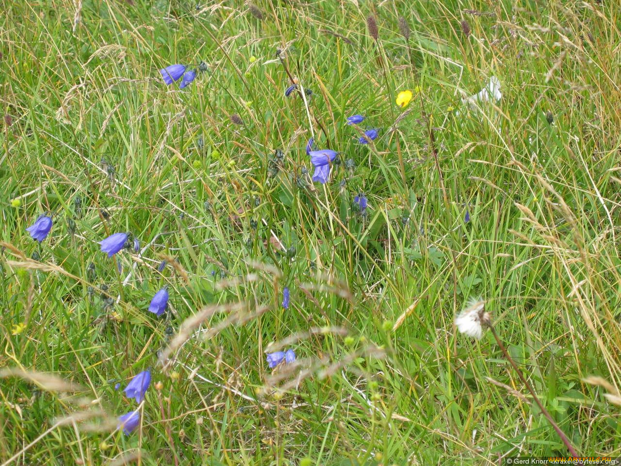 luga, цветы, колокольчики