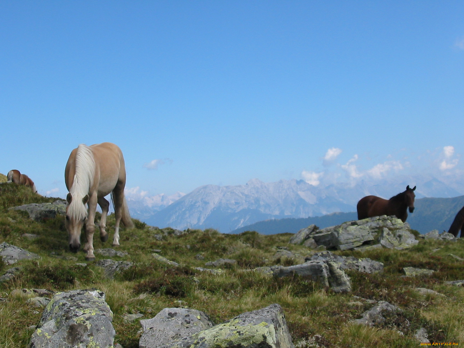 животные, лошади