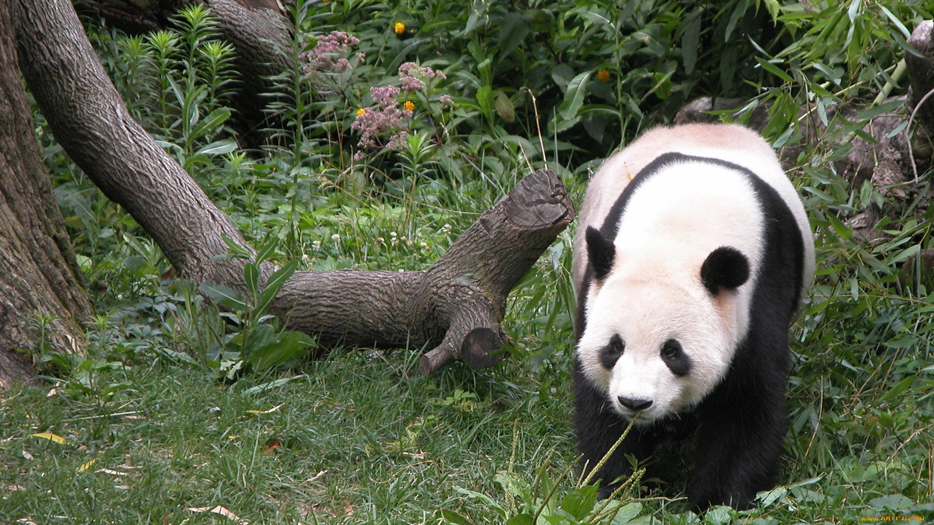 panda, животные, панды