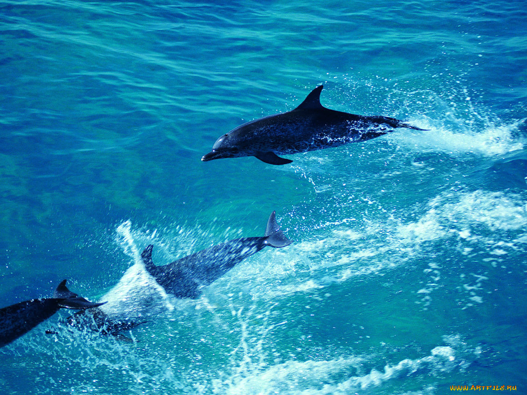 животные, дельфины