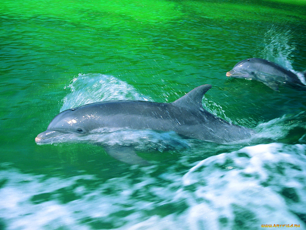 животные, дельфины