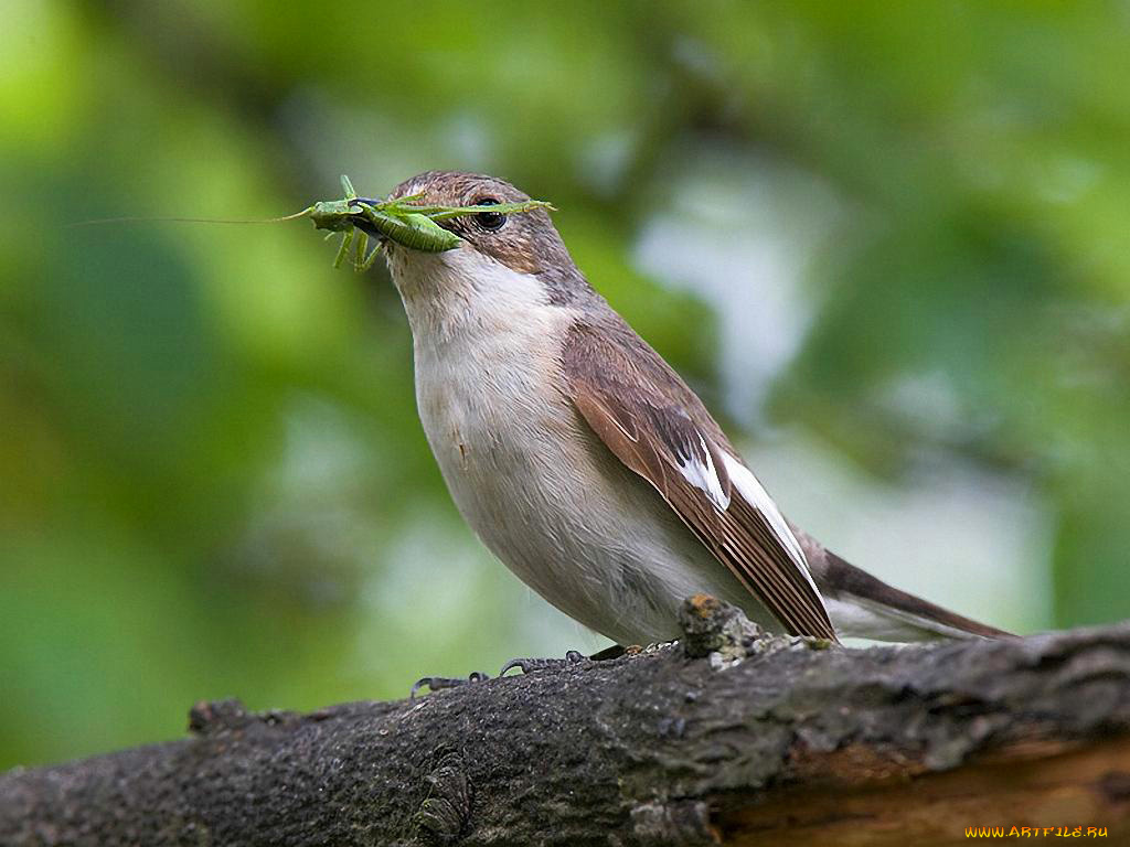 животные, птицы