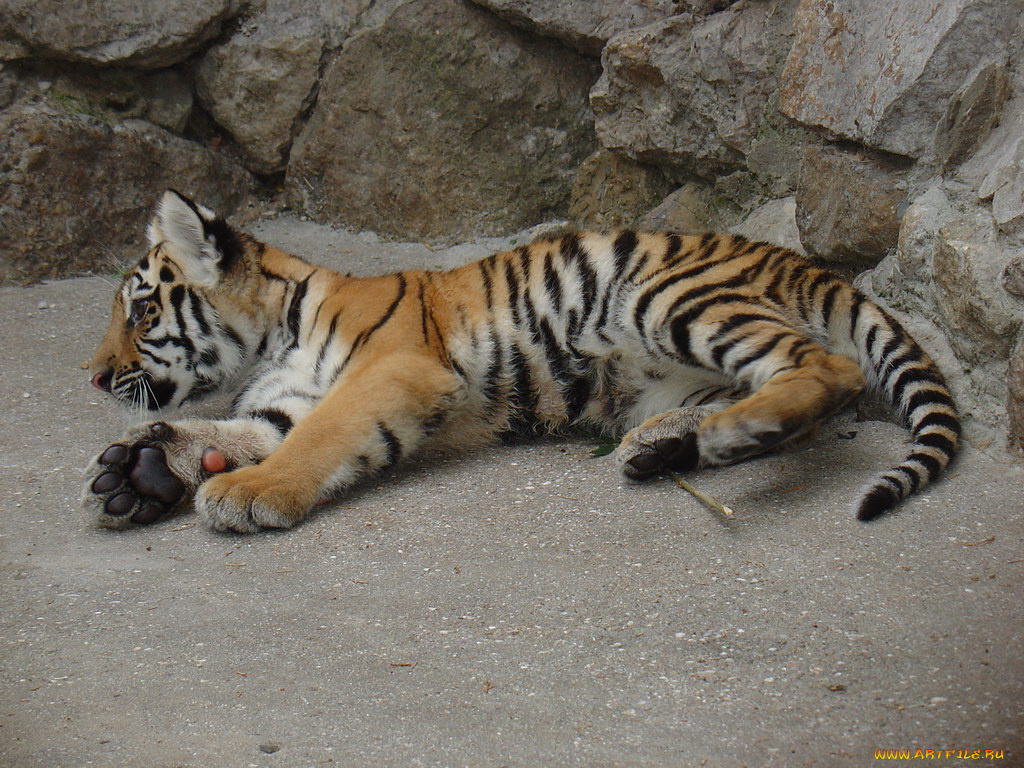 животные, тигры