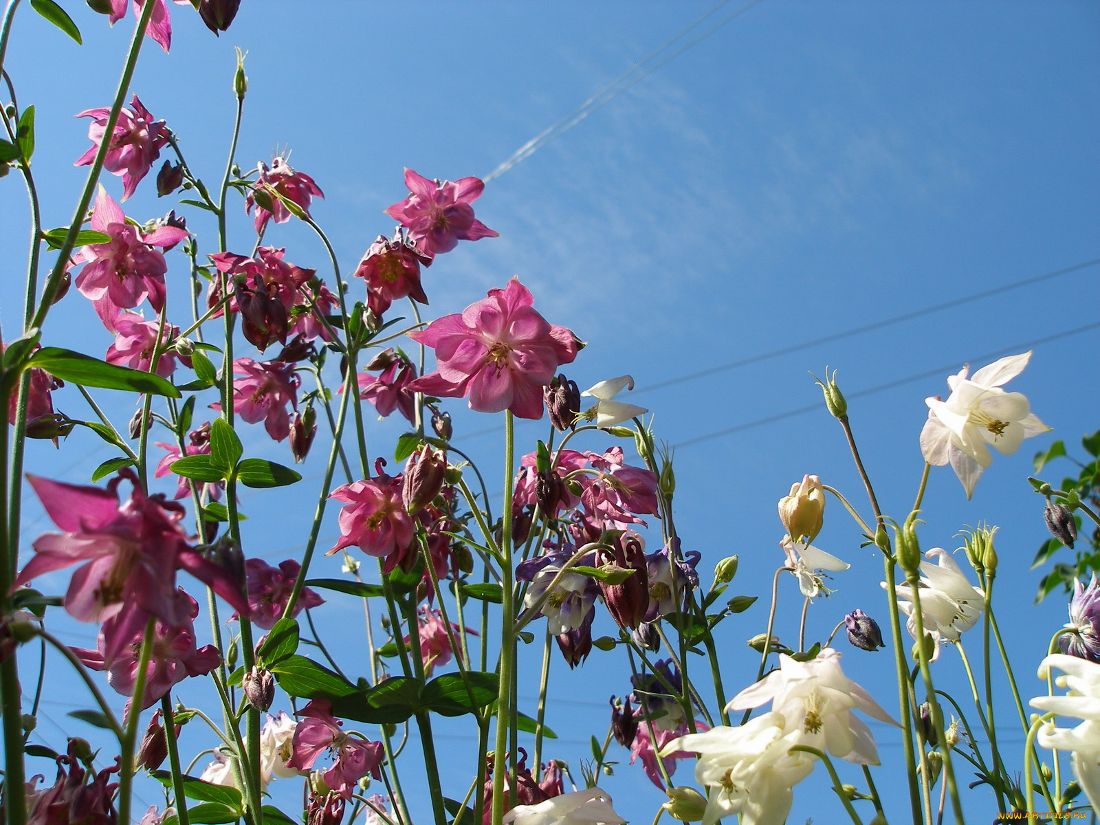 цветы, аквилегия, водосбор