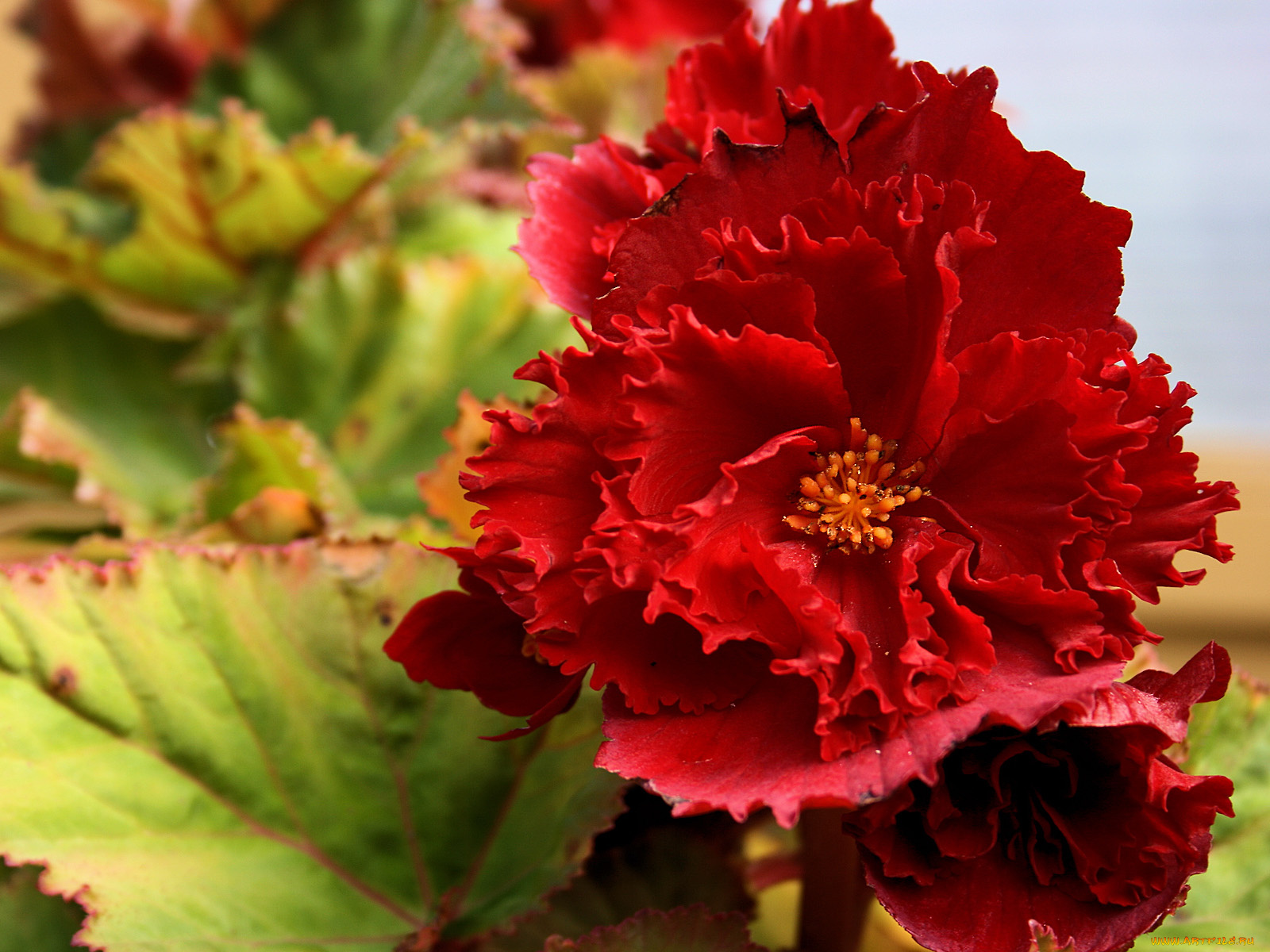 цветы, бегония