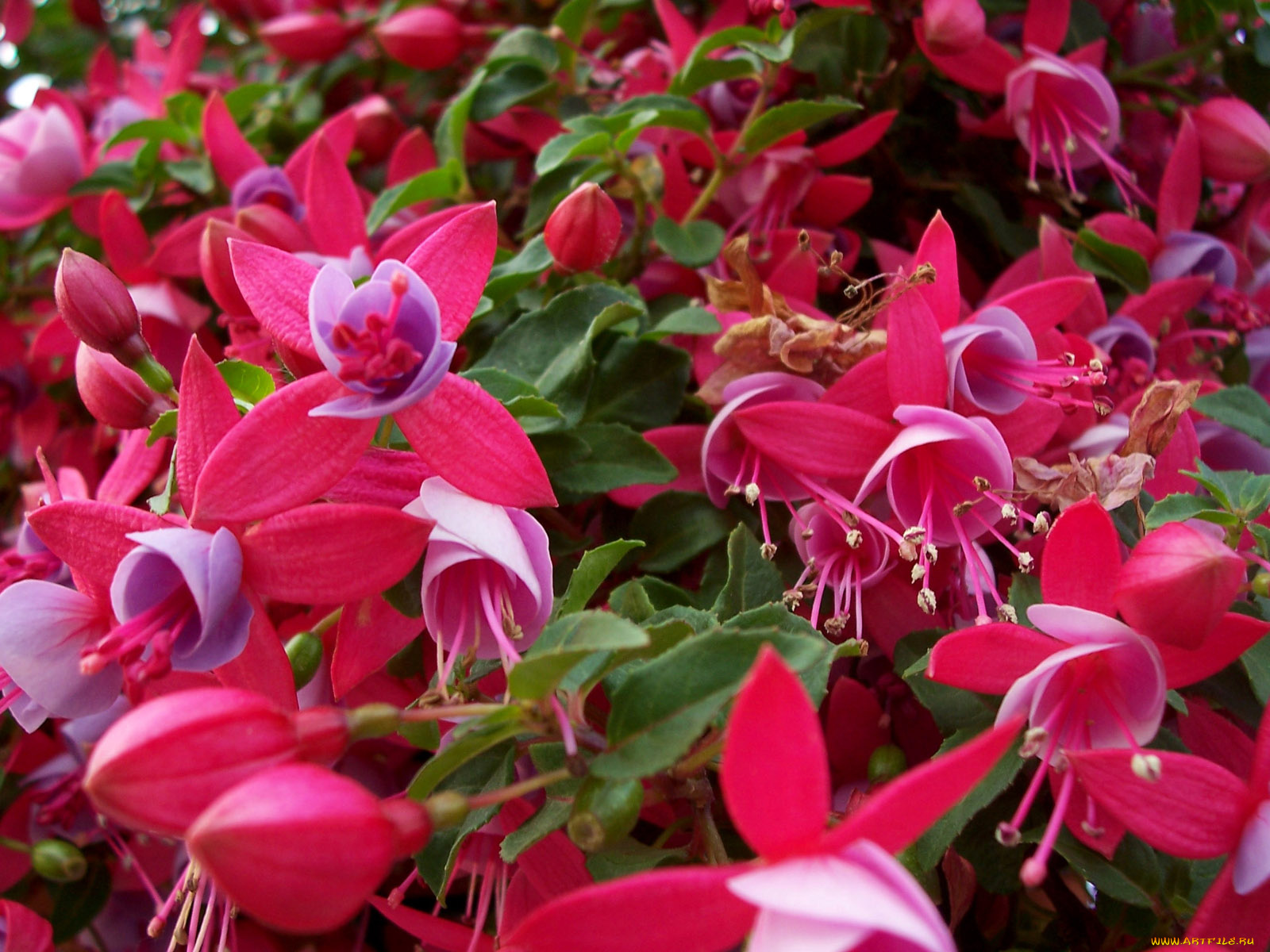 цветы, фуксия