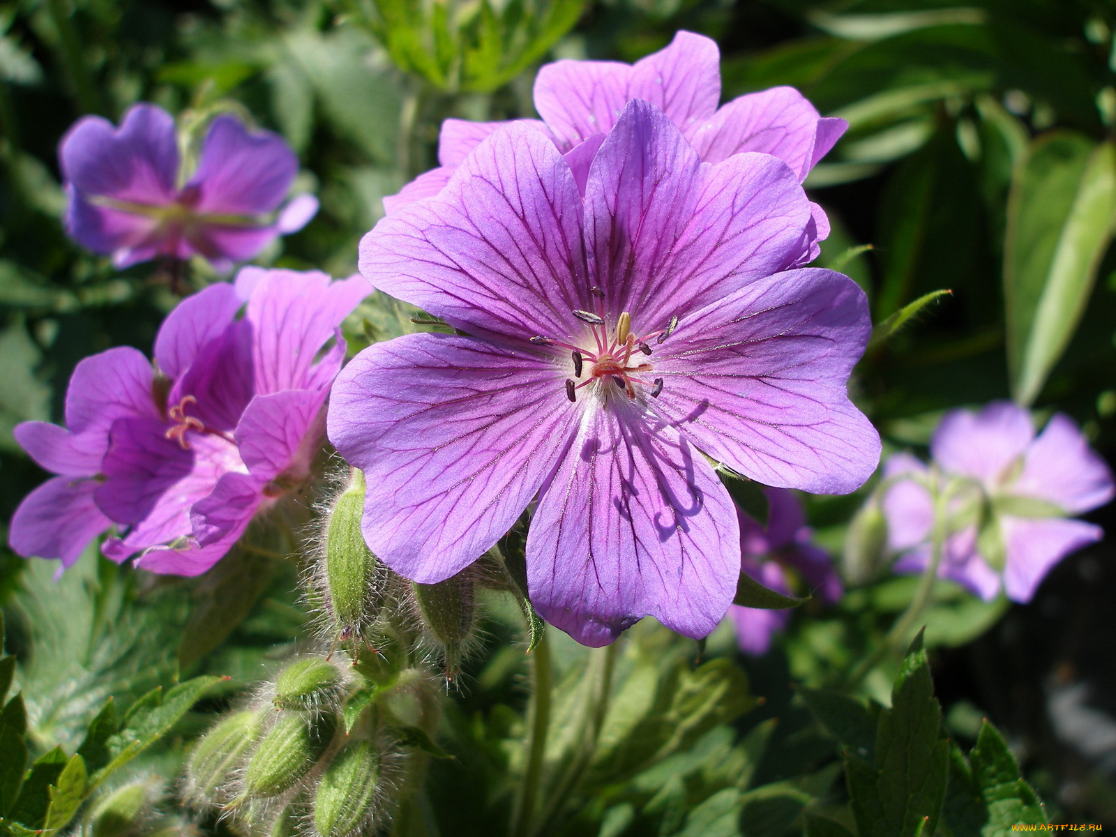 цветы, герань