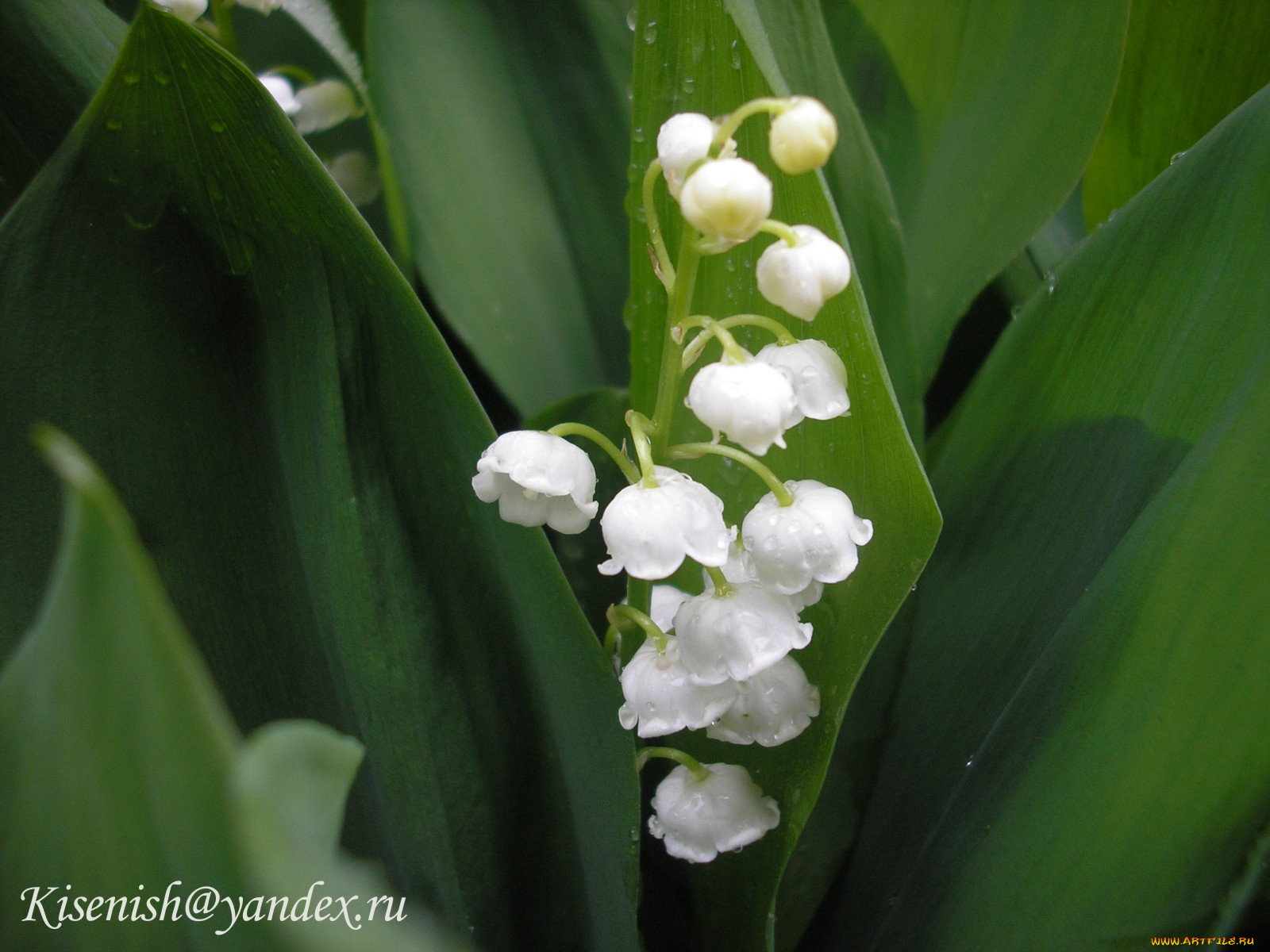 цветы, ландыши