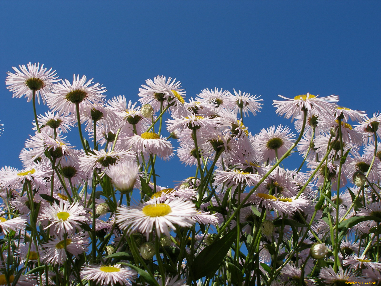 цветы, ромашки
