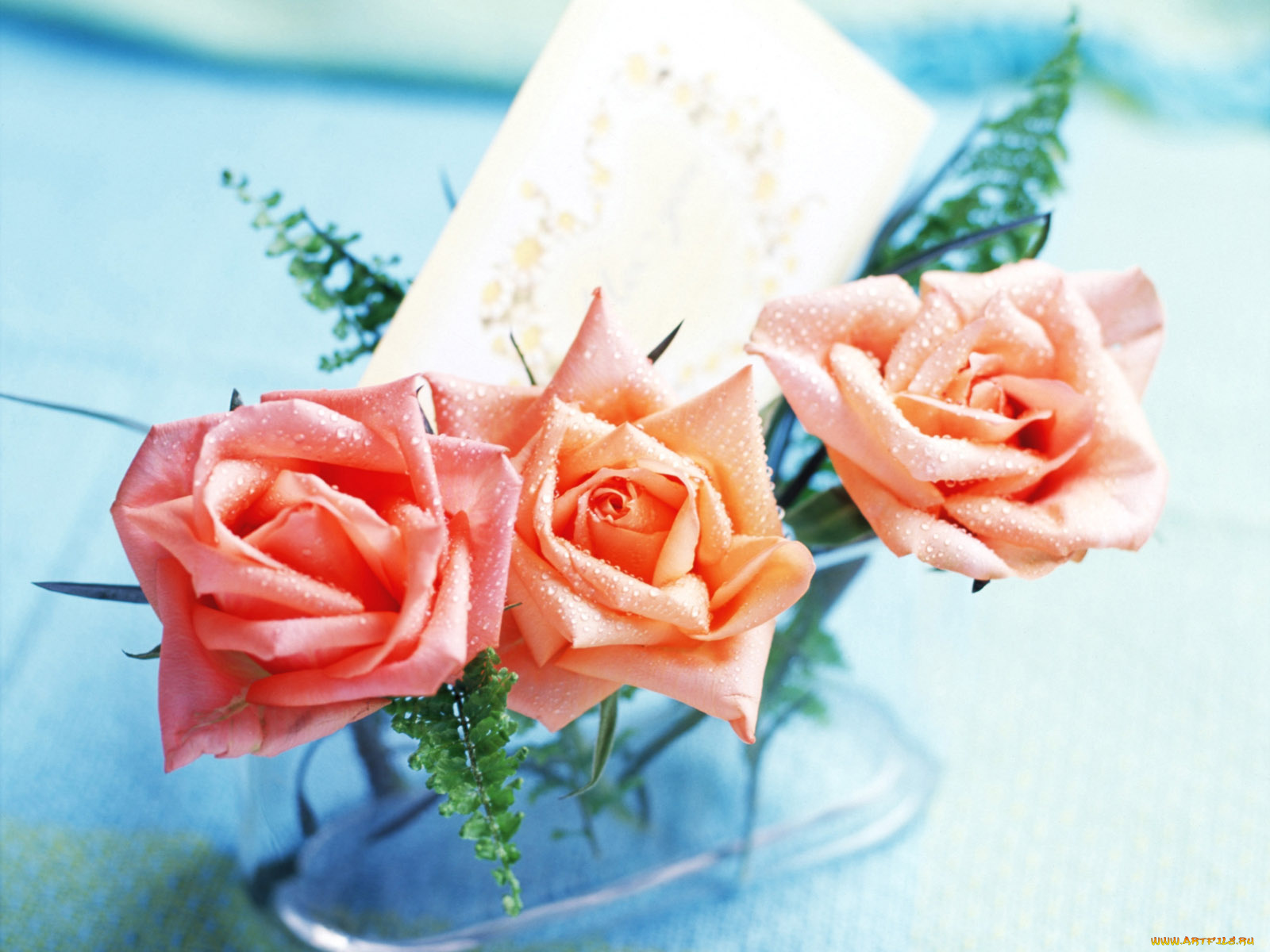 цветы, розы