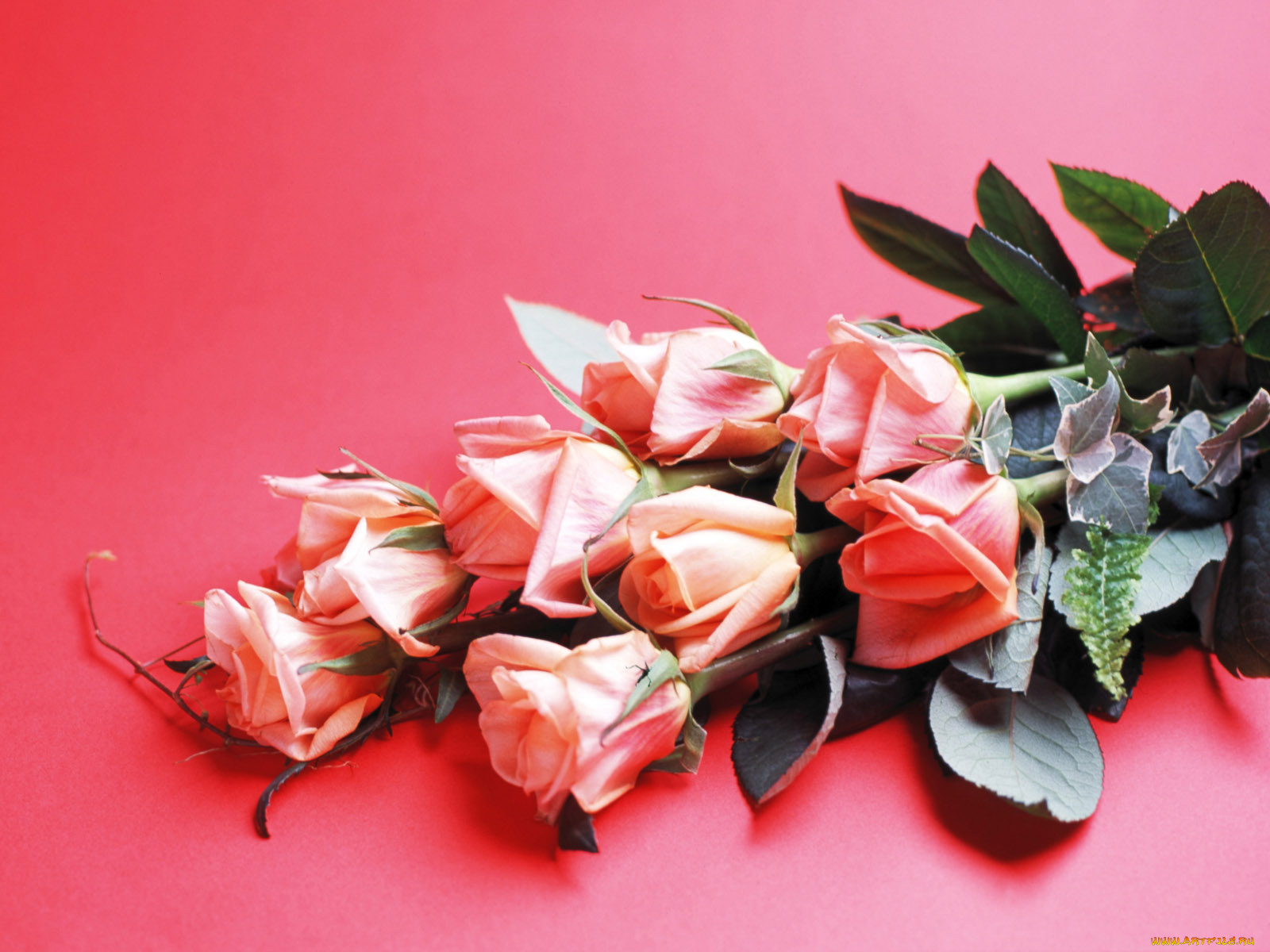 цветы, розы