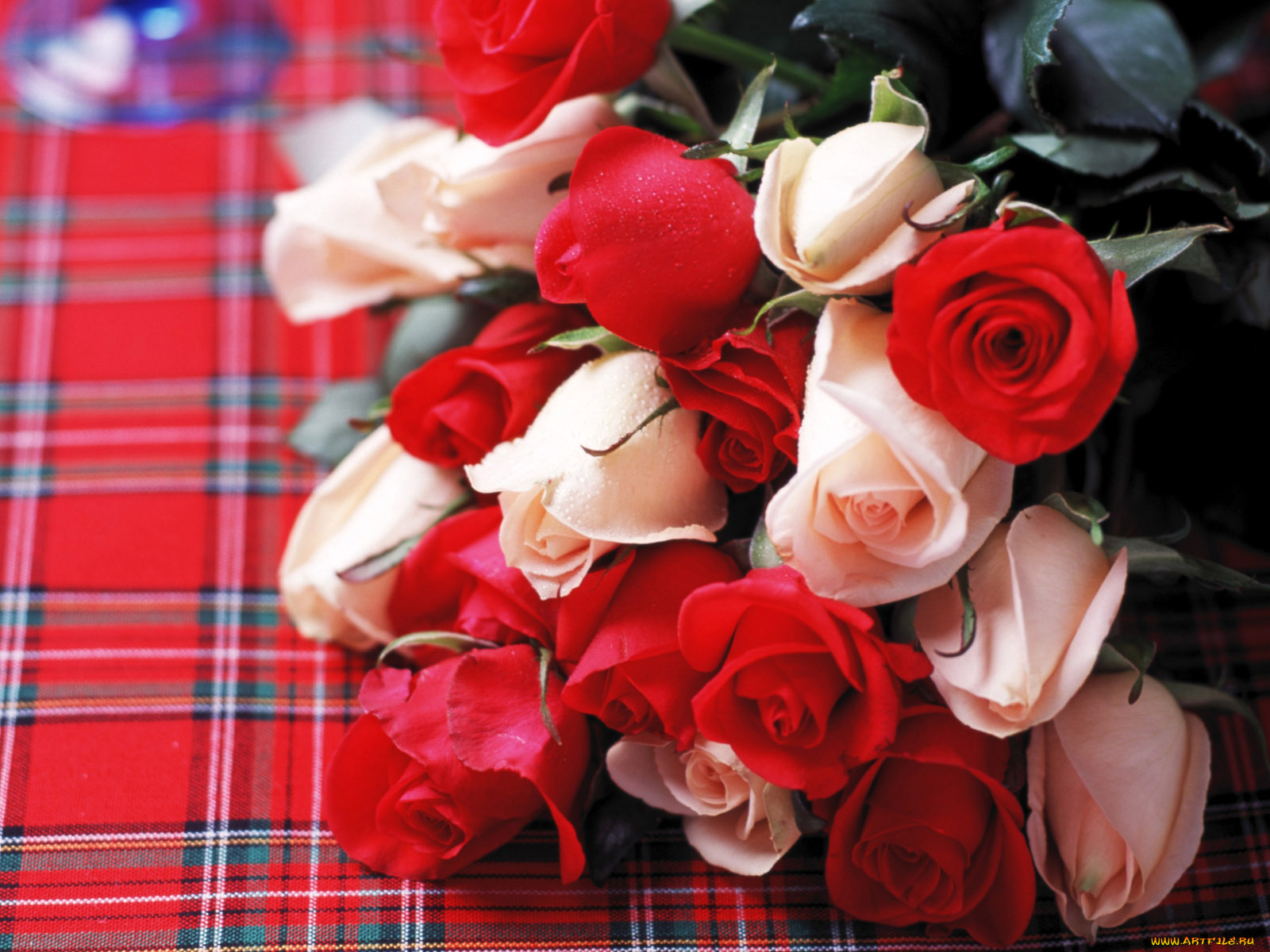 цветы, розы