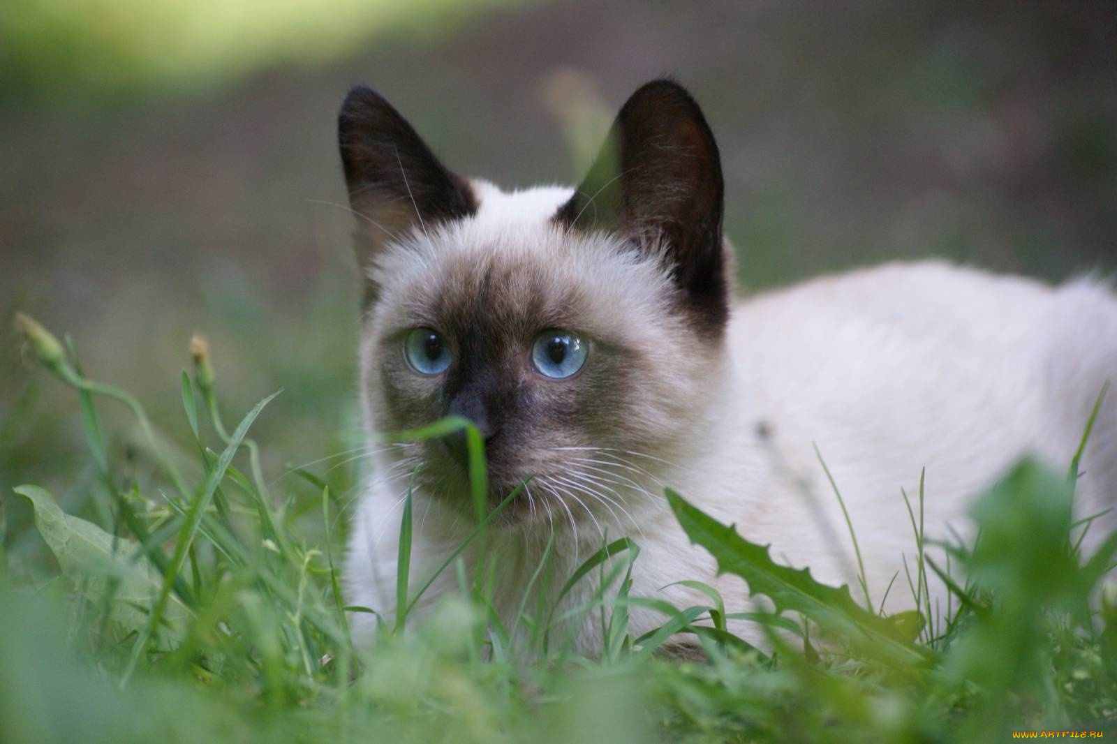 животные, коты, кот