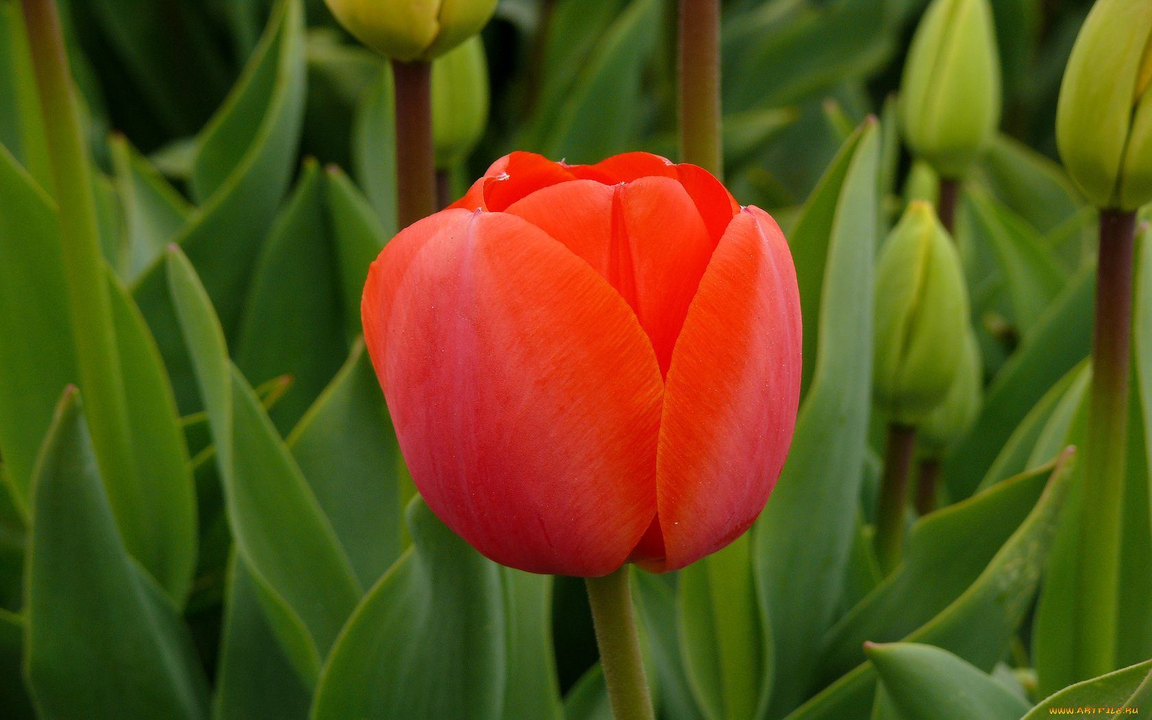 цветы, тюльпаны