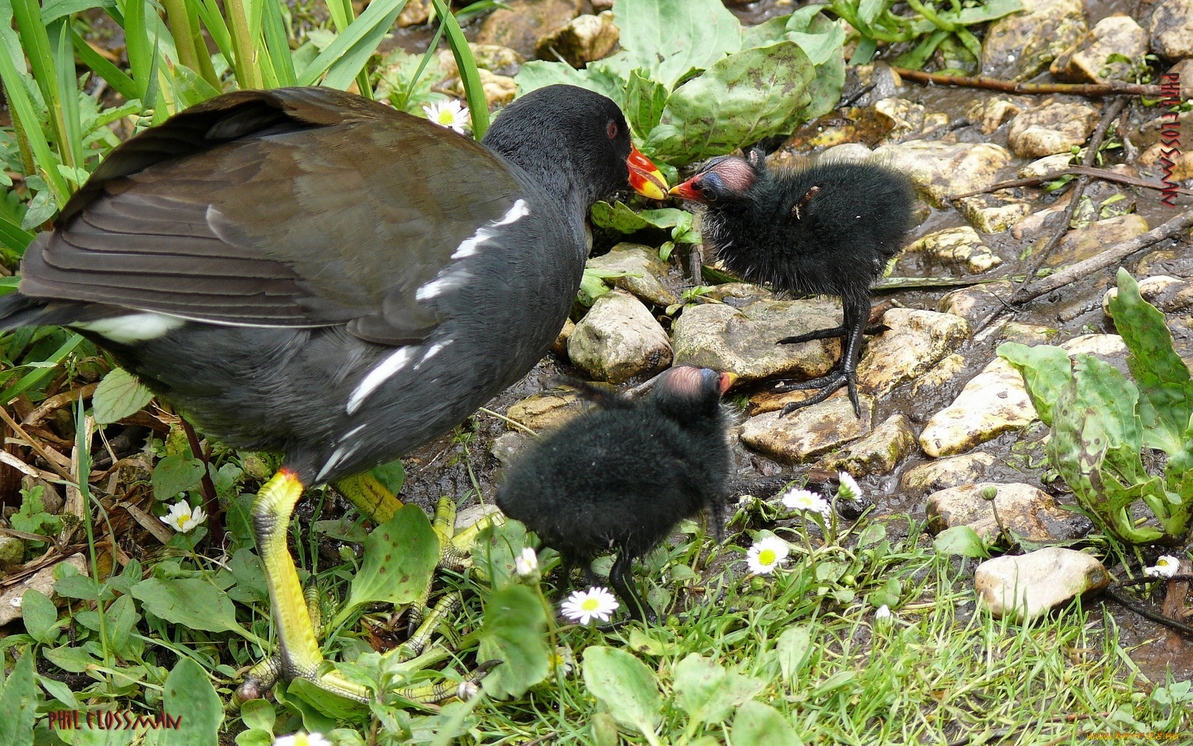 животные, птицы