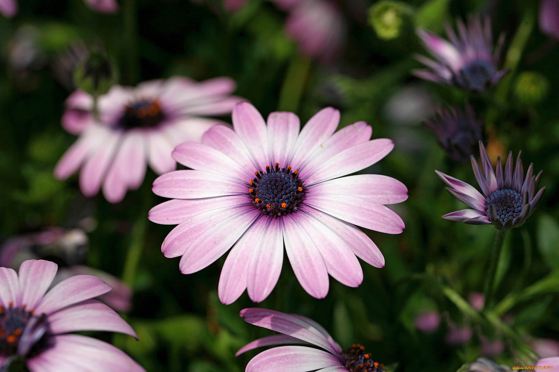 цветы, диморфотеки, деревья, вода