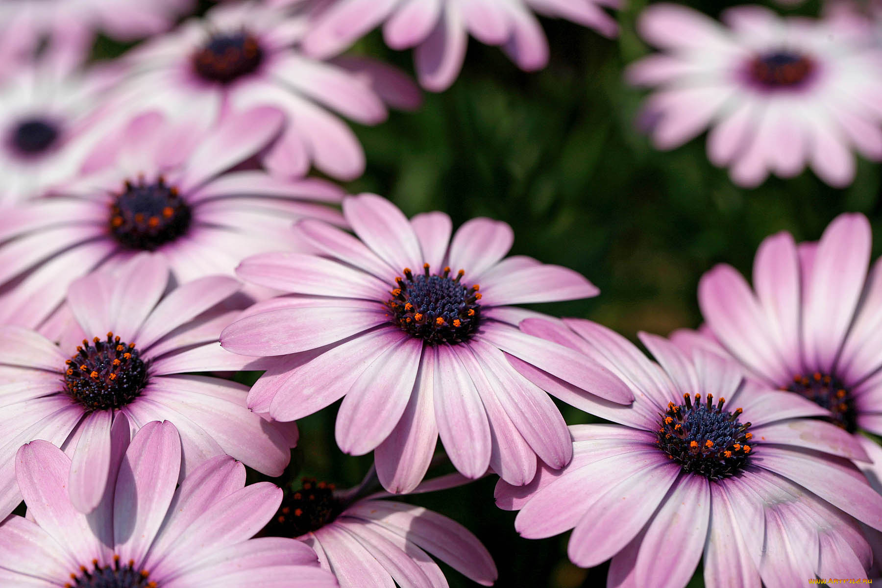 цветы, диморфотеки, деревья, вода