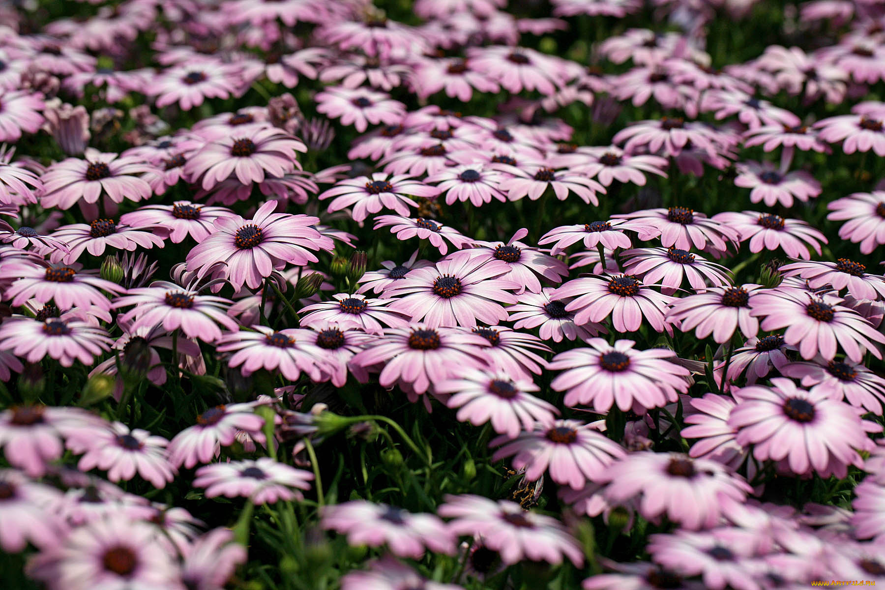 цветы, диморфотеки, деревья, вода