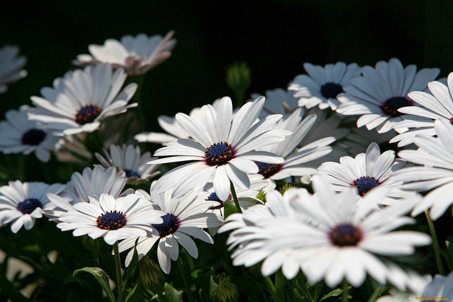 цветы, диморфотеки, вода, деревья