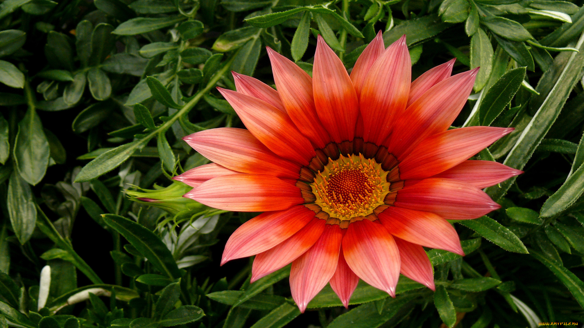 цветы, газания