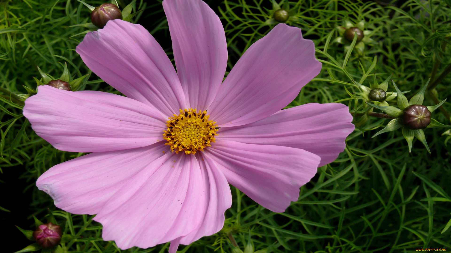 цветы, космея