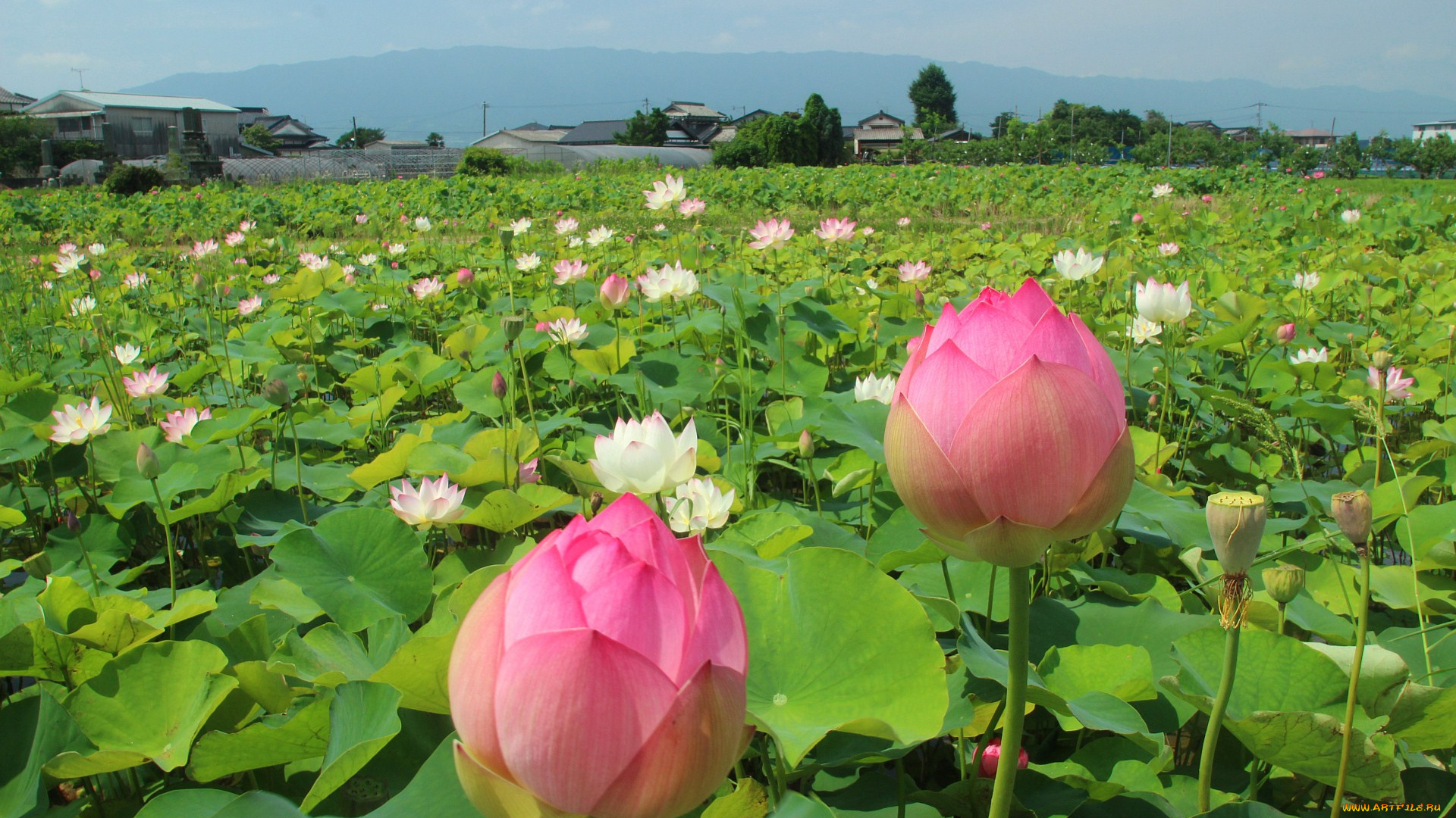 цветы, лотосы, лотос