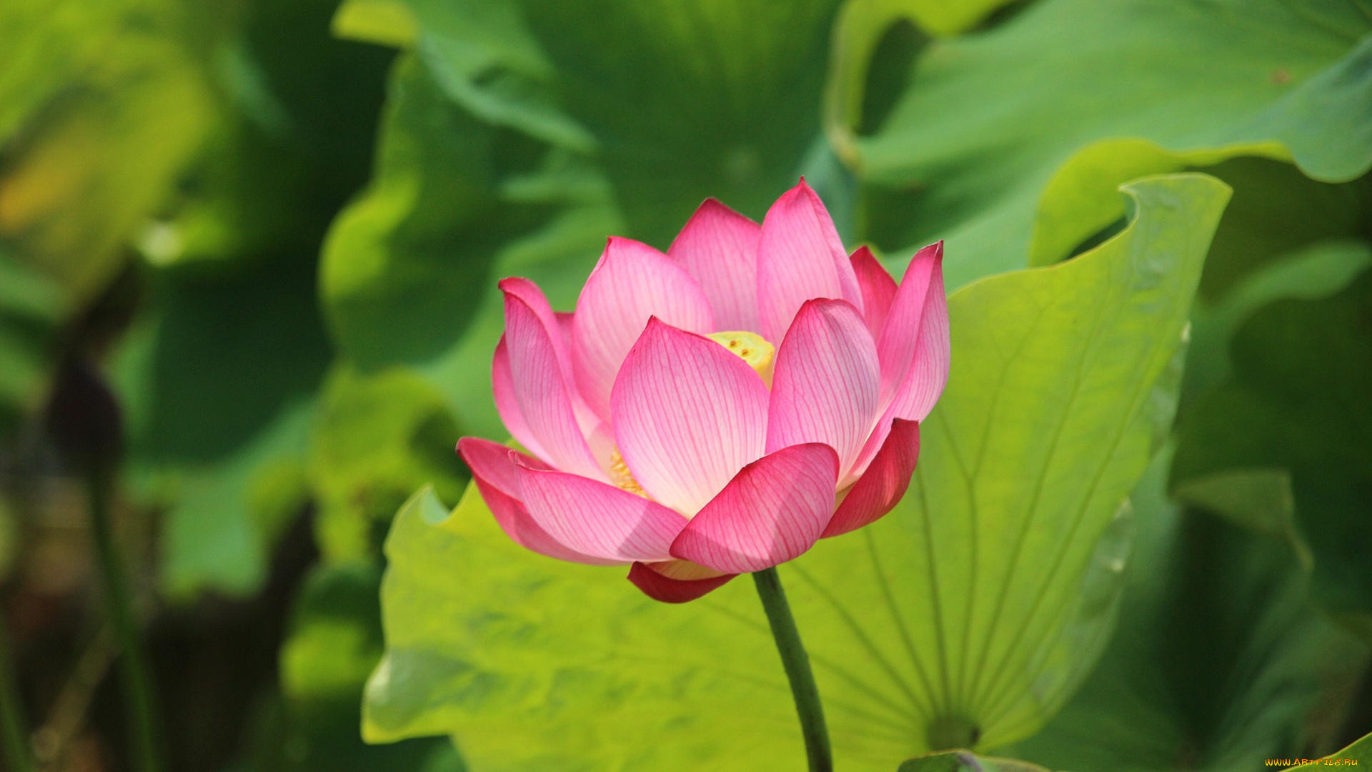 цветы, лотосы, лотос