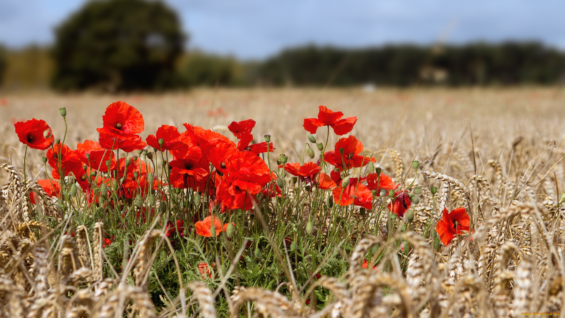 цветы, маки, поле, пшеница, красный
